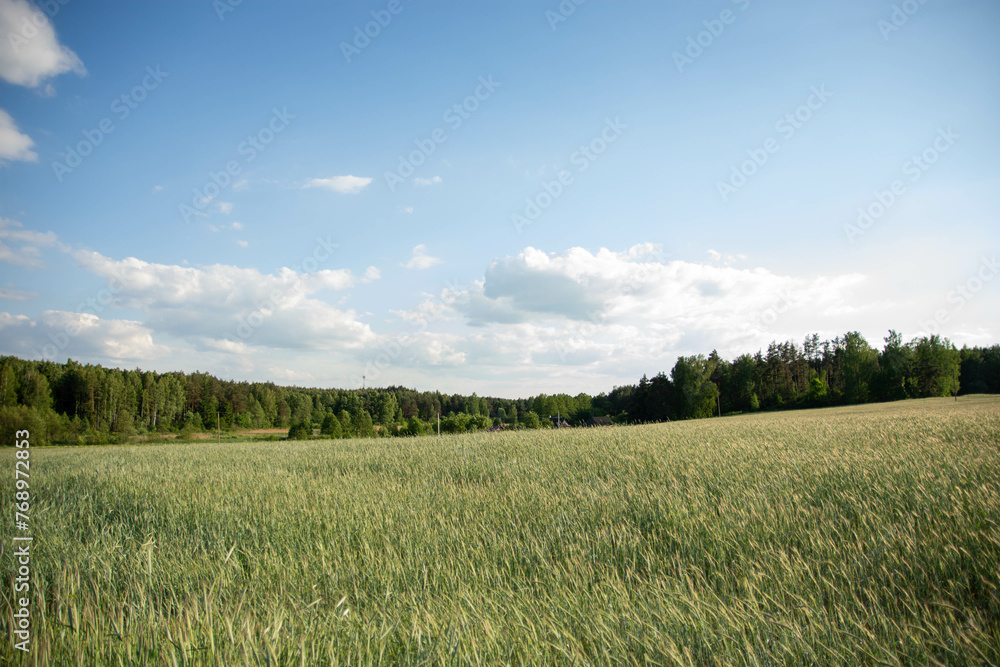 green field and blue sky