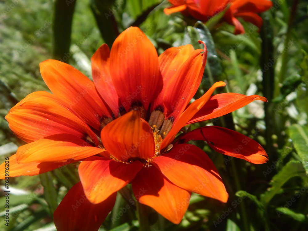 A Symphony of Petals: Close-Up Floral Collection A Symphony of Petals: Close-Up Floral Collection
