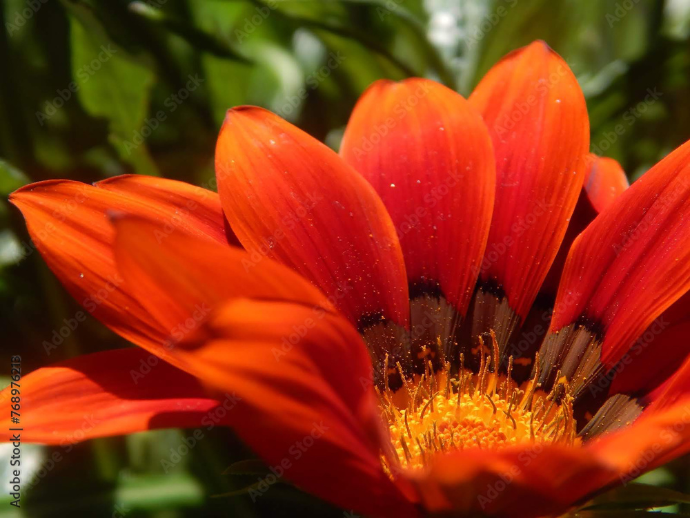 A Symphony of Petals: Close-Up Floral Collection