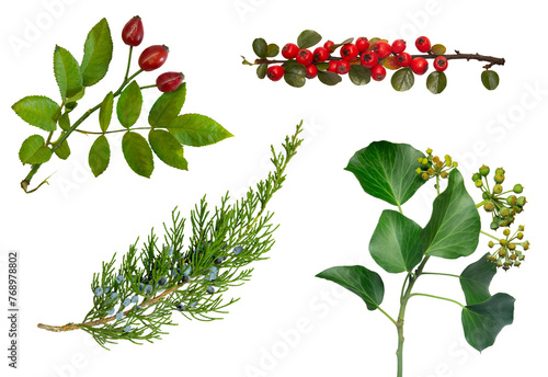 Isolated sprigs of ivy, rosehip, dogwood, barberry on a white background. photo