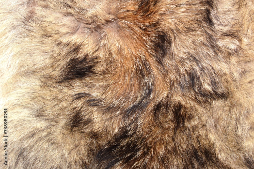 close up of bear close up of bear