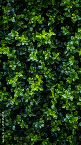 a green hedge with small plants on it, in the style of decorative backgrounds, high-angle, high resolution