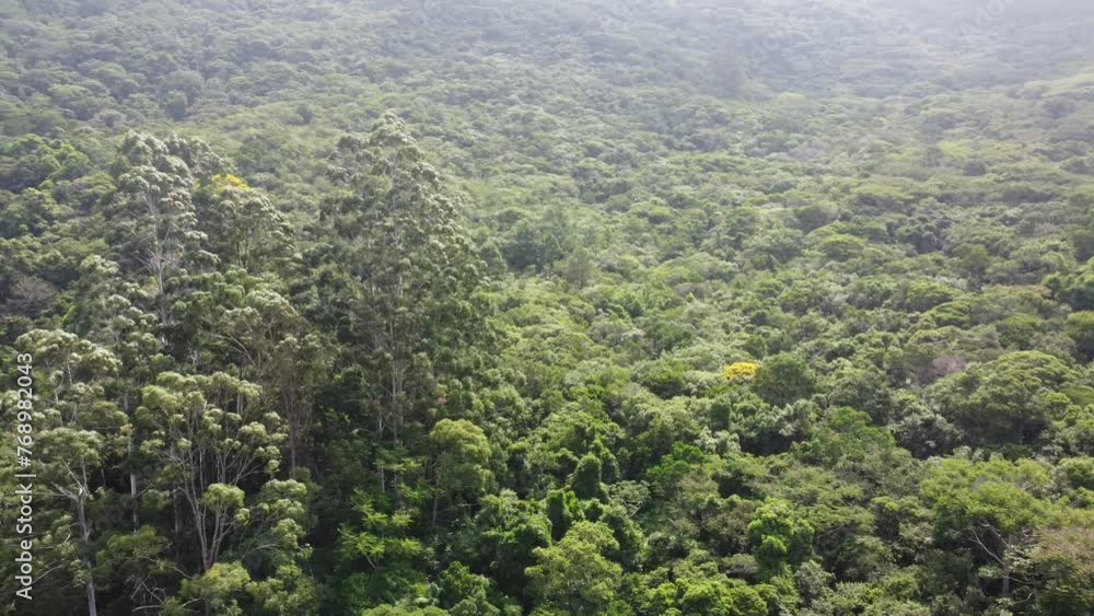 Mata Atlântica Canto Araças Florianópolis Natureza Preservação Trilhas Biodiversidade Vegetação Ilha Drone Ecossistema Belezas Naturais Árvores Folhas Observação Verde Preservação Ambiental Mata Atlântica Canto Araças Florianópolis Natureza Preservação Trilhas Biodiversidade Vegetação Ilha Drone Ecossistema Belezas Naturais Árvores Folhas Observação Verde Preservação Ambiental