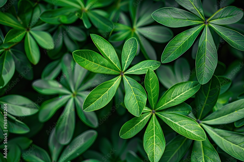 Close Up of Vibrant Green Plant Leaves