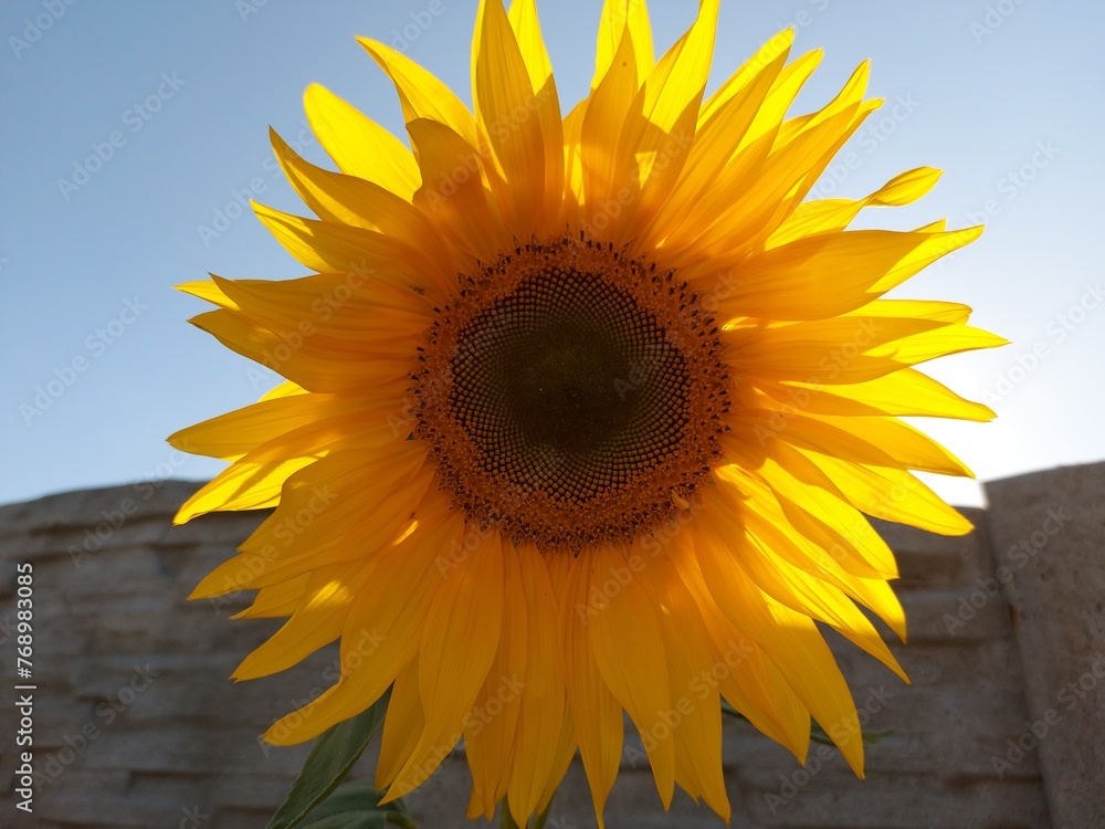 Obraz premium sunflower on a blue background