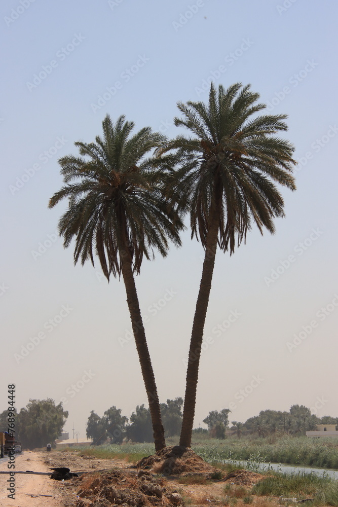 two palm trees stuck together in iraq two palm trees stuck together in iraq