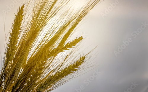 Golden spikelets in the sunlight. The concept of bakery products and food shortages.