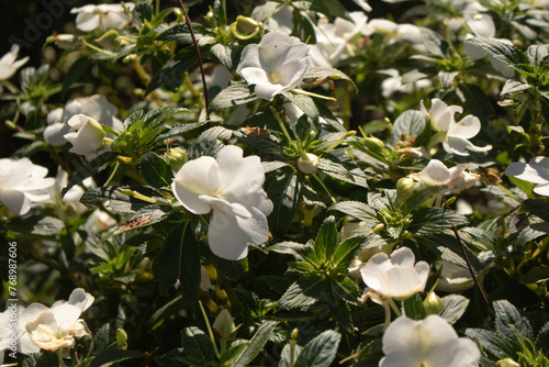 white flowers in a garden