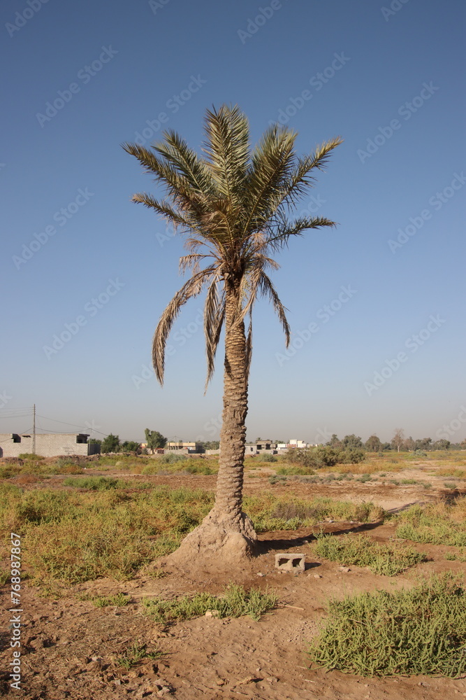palm tree in the desert in iraq palm tree in the desert in iraq
