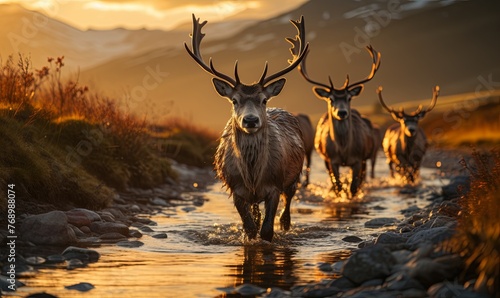 Herd of Deer Crossing River © uhdenis