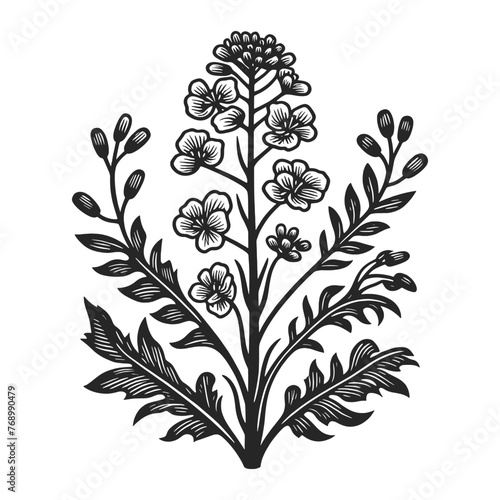 rapeseed flower and plant branch leaf sketch line art engraving generative ai vector illustration. Scratch board imitation. Black and white image.