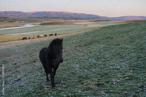 Traveling and exploring Iceland landscapes and famous places. Icelandic horses on the field. Autumn tourism by Atlantic Ocean and mountains. Outdoor views on beautiful cliffs and travel destinations.