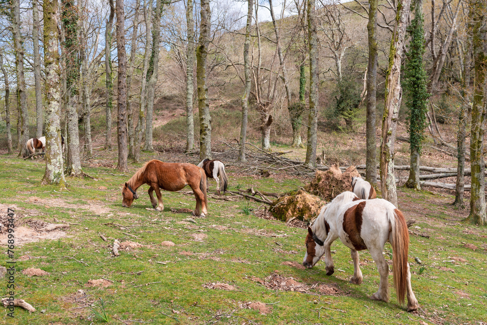 Silvopasture. Horses grazing in the forest