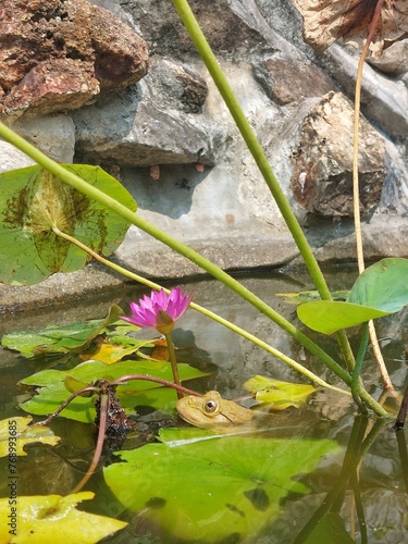 frog in the pond