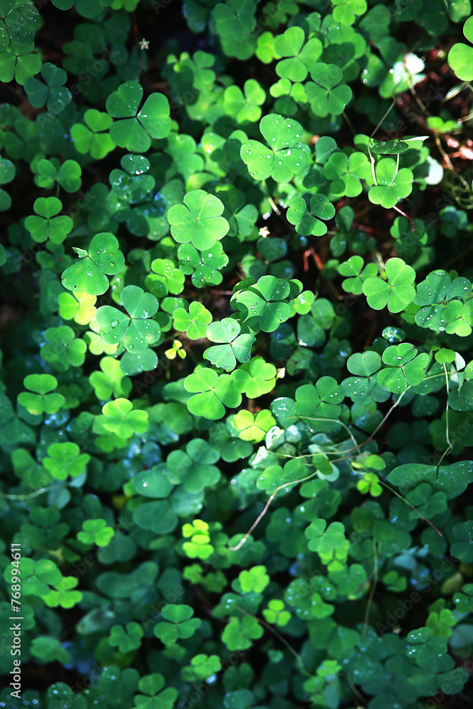 Background from plant clover four leaf. Irish traditional symbol. St.Patrick 's Day.