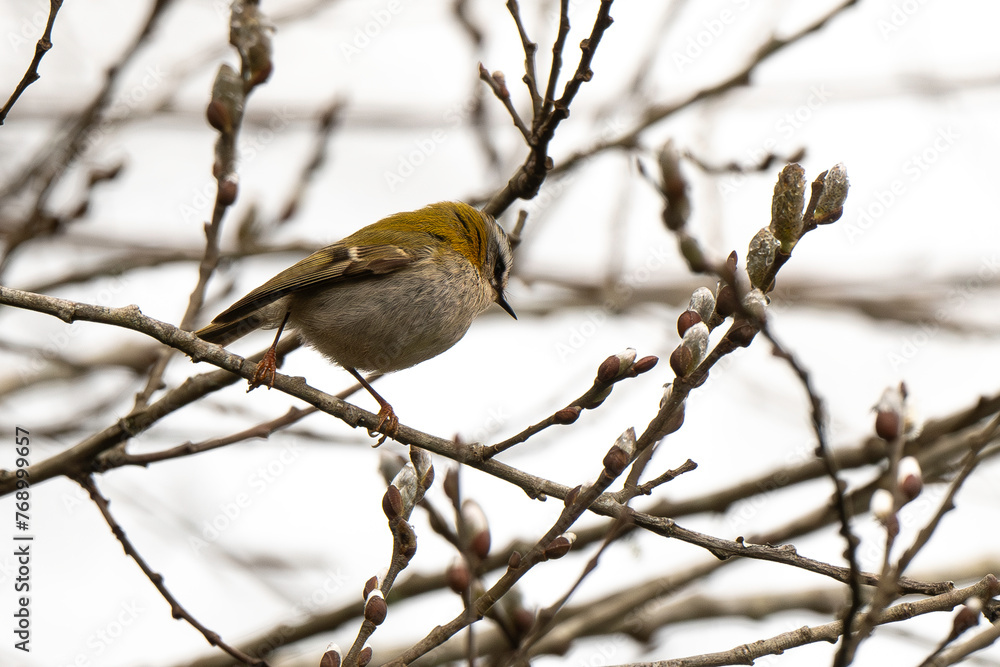 Roitelet triple bandeau,.Regulus ignicapilla, Common Firecrest