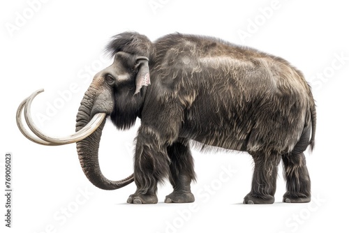 Majestic Woolly Mammoth Isolated on White