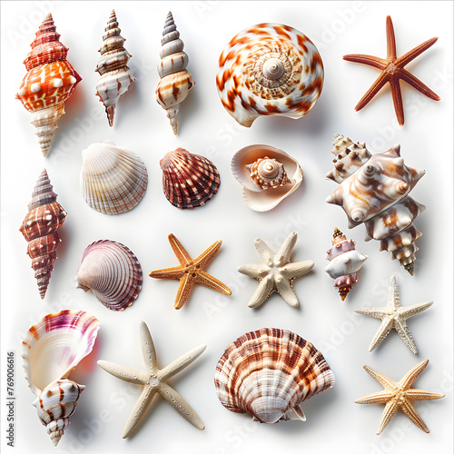 Collection of seashells on a sandy beach isolated on white background, photo, png 