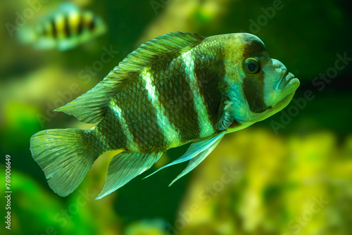 Cyphotilapia frontosa, also called the front cichlid and frontosa cichlid, is an east African species of fish endemic to Lake Tanganyika.