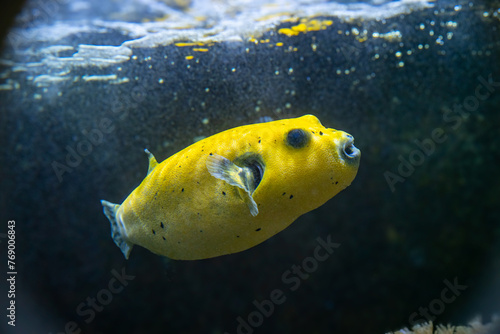 Yellow Blackspotted Puffer Or Dog-faced Puffer Fish Arothron Nigropunctatus Swimming In Water..