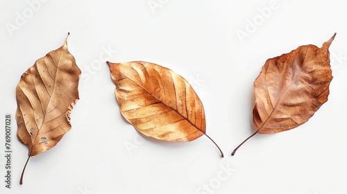 Dry leaves on a white background