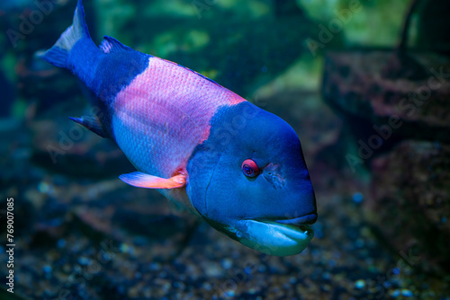 California hogfish also called California sheephead. (Semicossyphus pulcher). Native to the eastern Pacific Ocean..