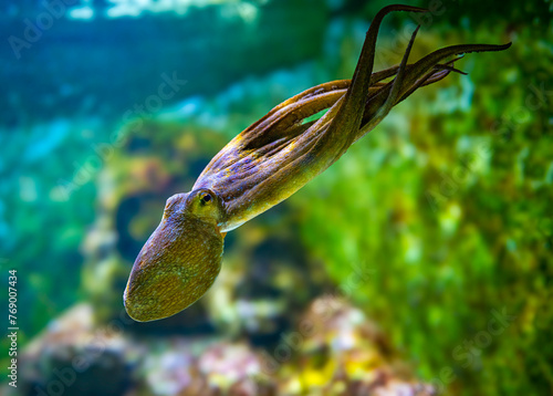 Common octopus (Octopus vulgaris) swimming.