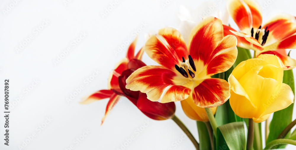 Obraz premium Bright red and yellow tulips in a vase on a white background with space for text