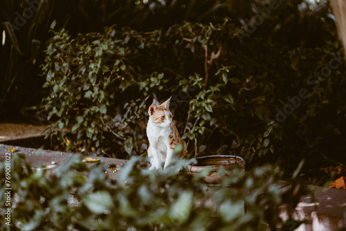 The cat looks to the side and sits on a wall.Portrait of a white yellow brown cat with brown eyes in nature, close up.