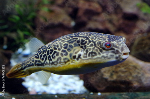 fish in the aquarium © Konrad_elx