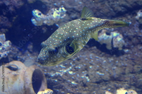fish in the aquarium © Konrad_elx