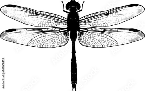 Black vector illustration on white background of a dragonfly, showcasing its delicate wings and body for nature themes.