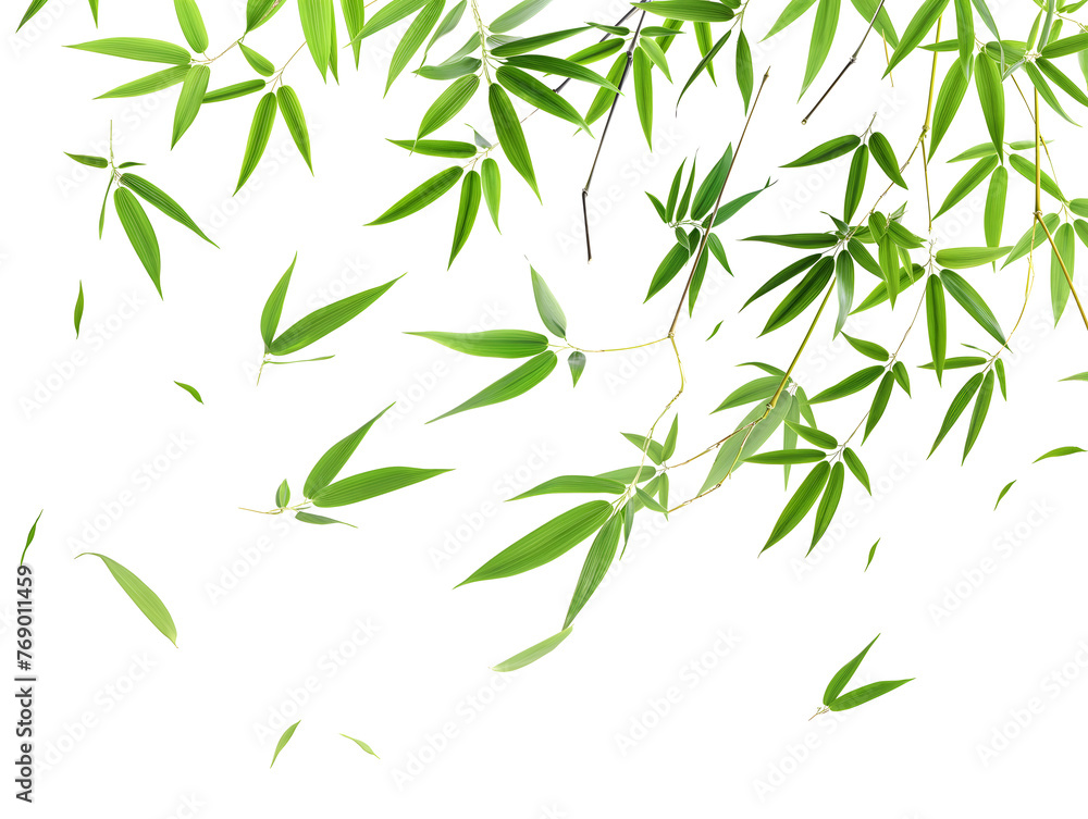 Serene Green Bamboo Leaves on a Pristine White Background Serene Green Bamboo Leaves on a Pristine White Background