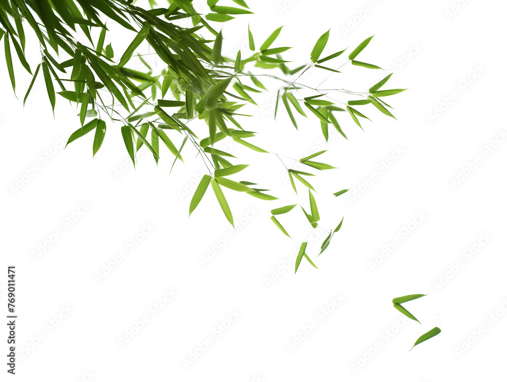 Serene Green Bamboo Leaves on a Pristine White Background Serene Green Bamboo Leaves on a Pristine White Background