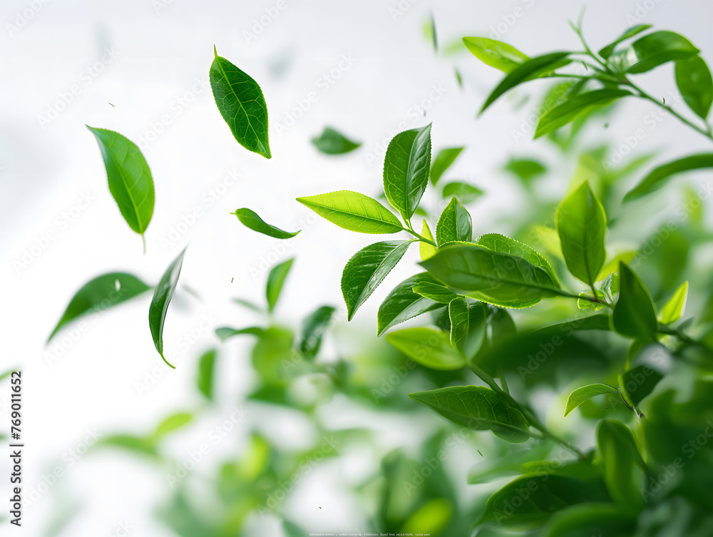 Fresh Green Leaves Tossed in the Air with Vibrant Nature Background Fresh Green Leaves Tossed in the Air with Vibrant Nature Background