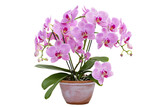 Orchid Plant in a Pot Isolated on Transparent Background