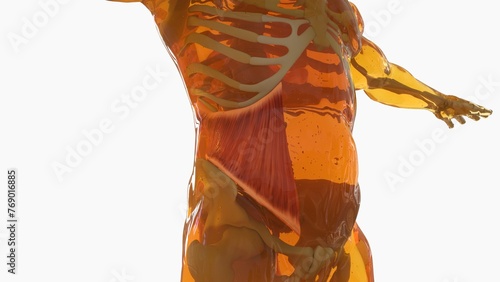 Internal Oblique anatomy for medical concept 3D rendering photo