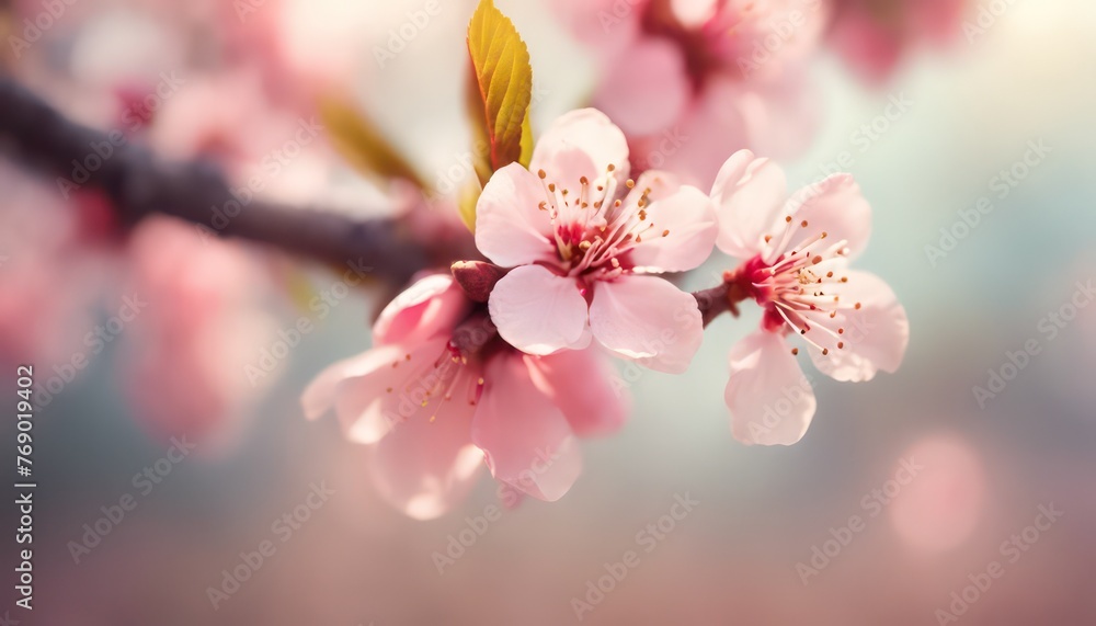 Delicate cherry blossoms in soft light