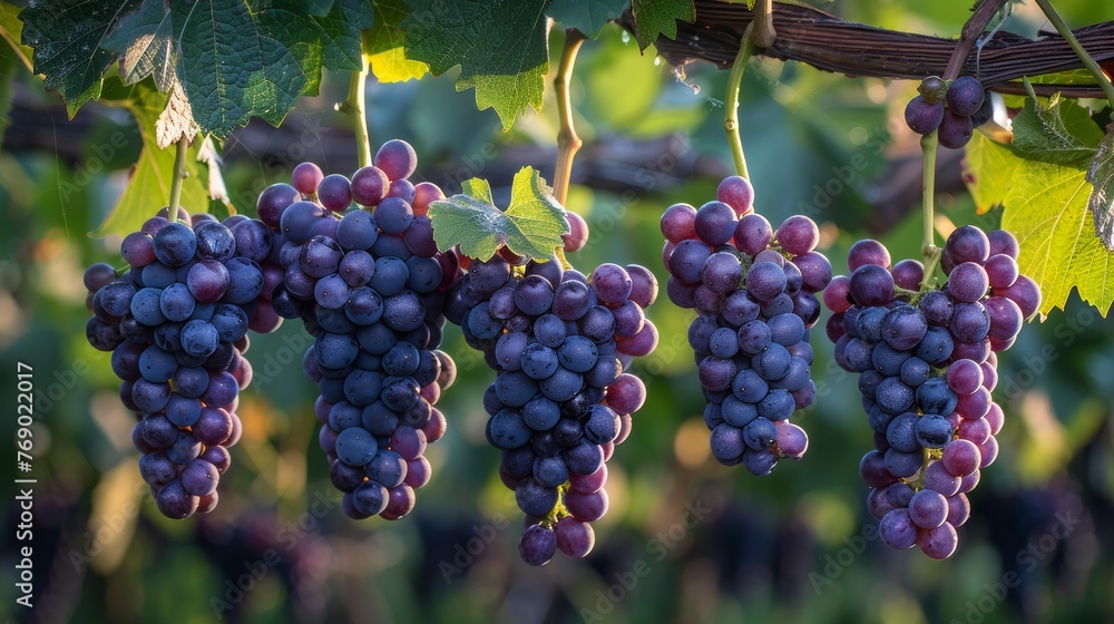 Red Wine Grapes in Vineyard