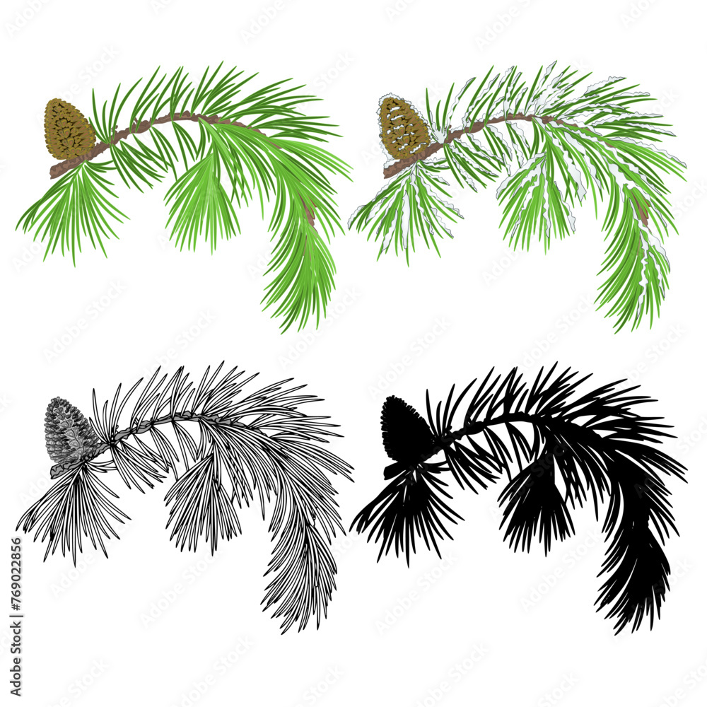 Fototapeta premium Pine branch with snow and pine cones and as vintage engraving and silhouette set three vector illustration editable hand drawn