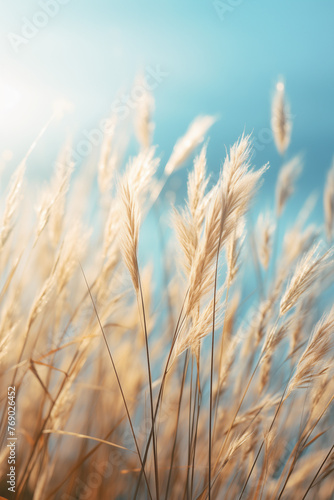 golden wheat field in summer