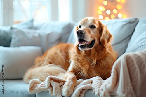 A happy golden retriever dog lying on the sofa in a cozy house