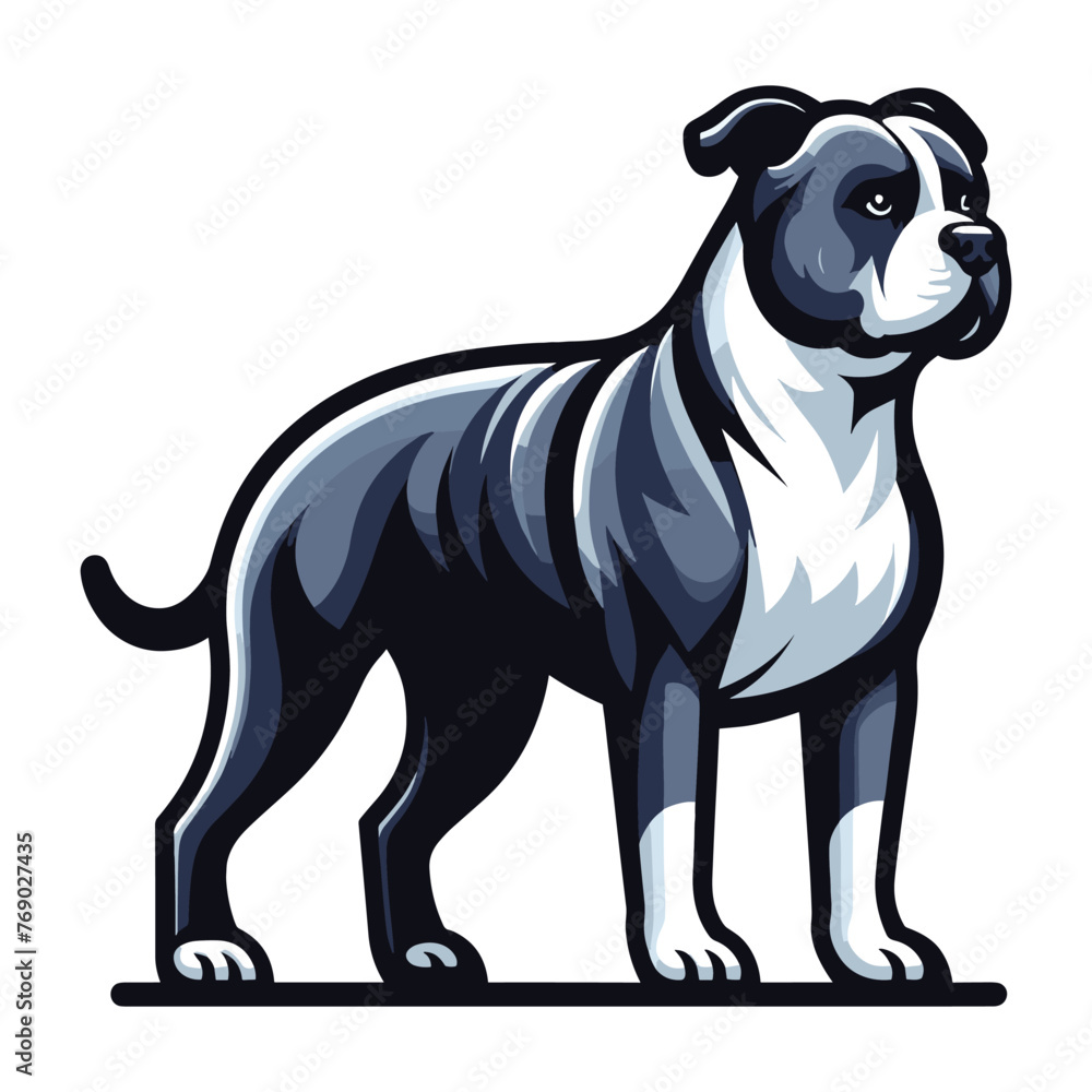 Fototapeta premium Pitbull bulldog full body vector illustration, Full-length portrait of a standing animal pet pitbull terrier dog. Design template isolated on white background