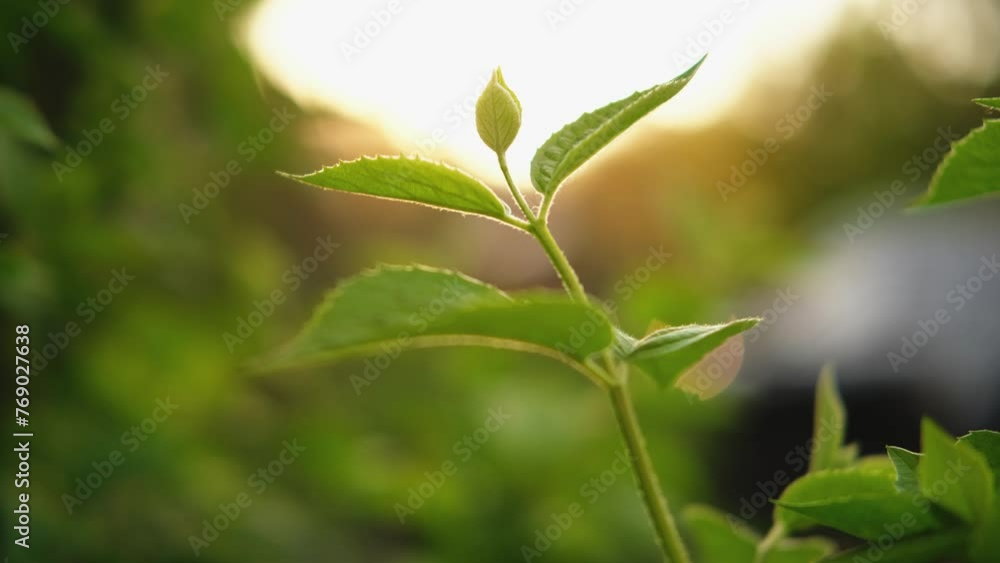 Hello spring. Fresh green branch with new leaves on blurred greenery spring summer background in garden park. New fresh foliage of green tree. Inspirational soft eco view Hello spring. Fresh green branch with new leaves on blurred greenery spring summer background in garden park. New fresh foliage of green tree. Inspirational soft eco view