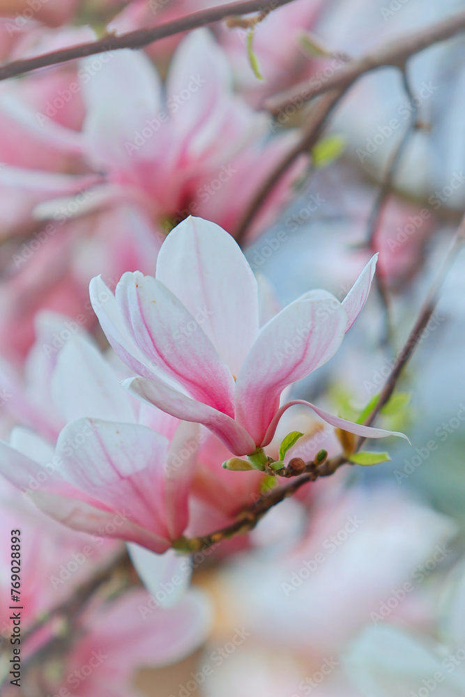 pink magnolia tree - spring
pink magnolia tree - spring