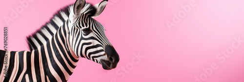 A zebra is standing in front of a pink background wide panoramic banner with copy space.