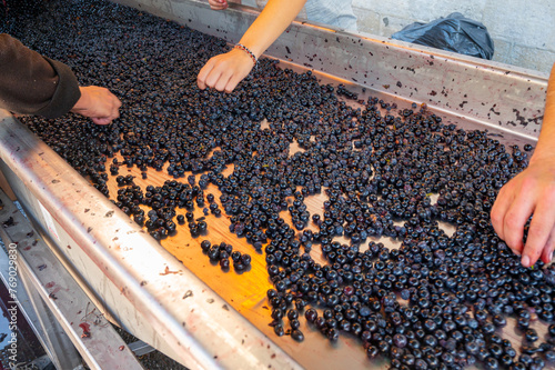 Sorting, harvest works in Saint-Emilion wine making region on right bank of Bordeaux, picking, sorting with hands and crushing Merlot or Cabernet Sauvignon red wine grapes, France © barmalini