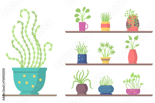 Green hanging house plants set, elements for decoration home or office interior on a white background. Set of indoor plants on the shelves, stands, tables.