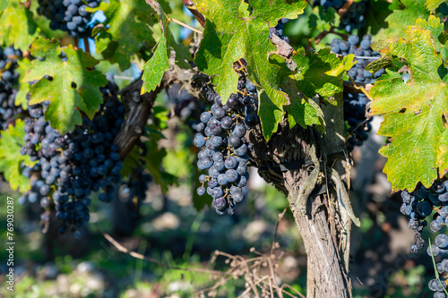 Bunches of ripe grapes, vineyards near St. Emilion town, production of red Cabernet Sauvignon grapes on cru class vineyards in Saint-Emilion wine making region, France, Bordeaux