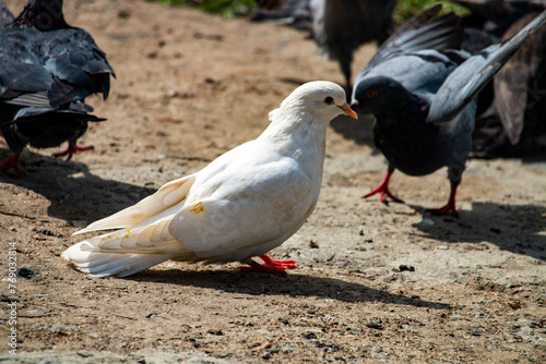 A beautiful white pigeon among black ones